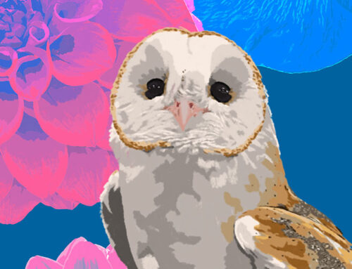 Barn Owl on Flowers Illustration